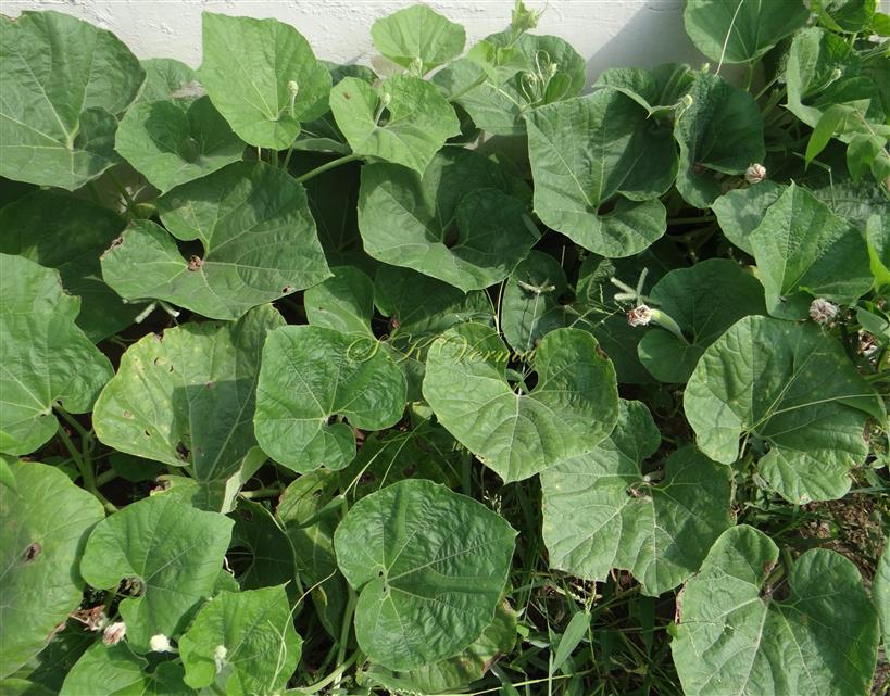  Leaves